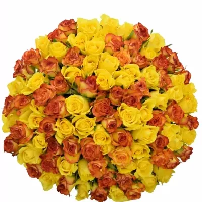 Míchaná kytice 100 vícebarevných růží JANNY 50 cm