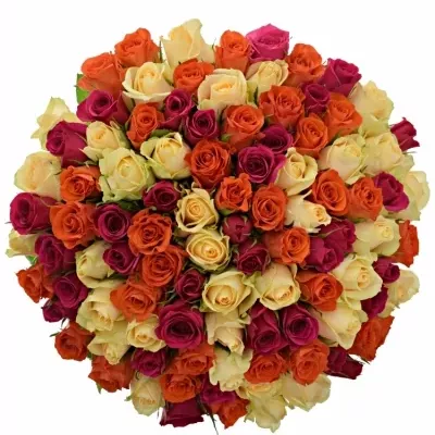100 míchaných vícebarevných růží KIMI CANDRA 50 cm v kytici