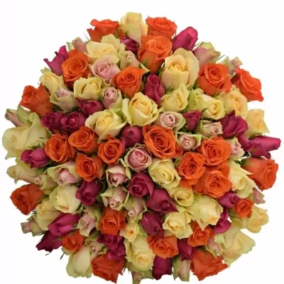 100 míchaných vícebarevných růží KIMI MELORA 50 cm v kytici