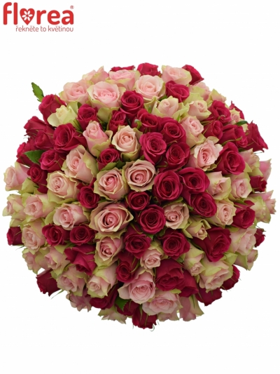 Kytice 100 míchaných růží LILA CANDRA 40cm