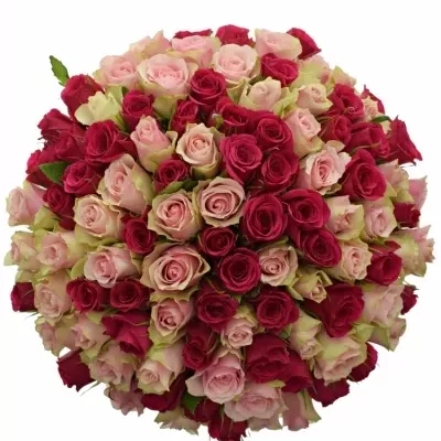 Míchaná kytice 100 vícebarevných růží LILA CANDRA 60 cm