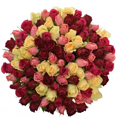 100 míchaných vícebarevných růží LILA MELORA 50 cm v kytici