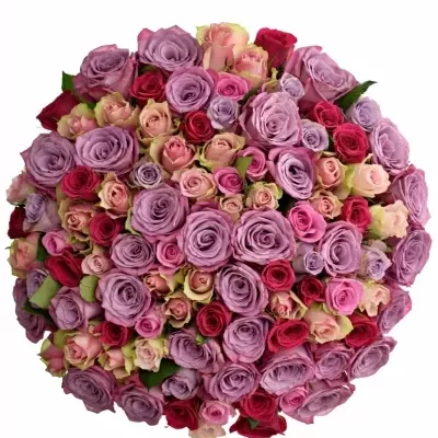 100 míchaných vícebarevných růží LORIA 40 cm v kytici