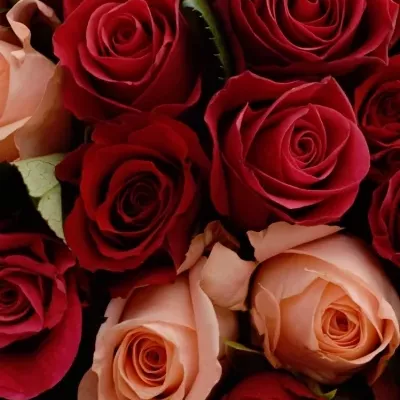 Kytice 100 míchaná Molly 40cm