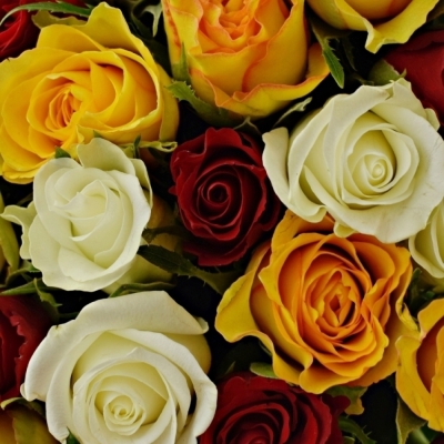 Kytice 100 míchaná Monica 50cm