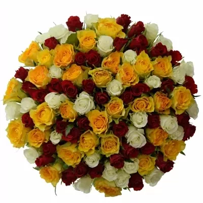 100 míchaných vícebarevných růží MONICA 40 cm v kytici