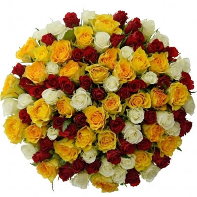 100 míchaných vícebarevných růží MONICA 50 cm v kytici