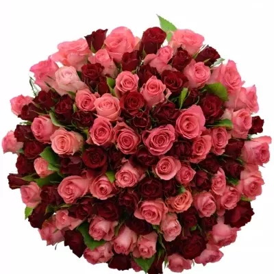 100 míchaných vícebarevných růží NAUTICA 50 cm v kytici