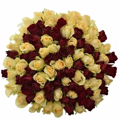 100 míchaných vícebarevných růží PEACH MELORA 50 cm v kytici