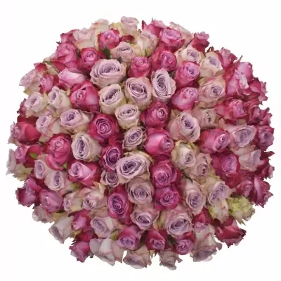 100 míchaných vícebarevných růží PENELOPA 70 cm v kytici