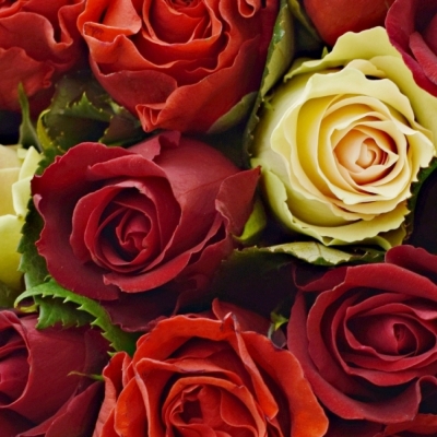 Kytice 100 míchaná RED RHODA 50cm