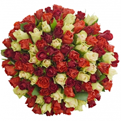 100 míchaných vícebarevných růží RED RHODA 50 cm v kytici