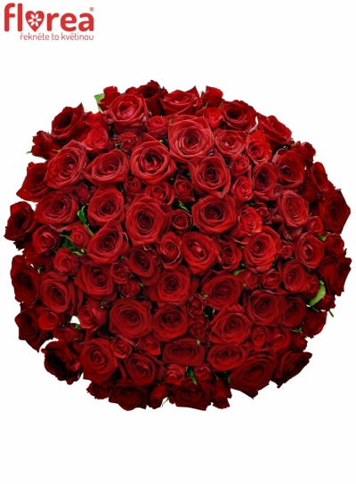 Kytice 100 míchaných růží RHEOS 50cm