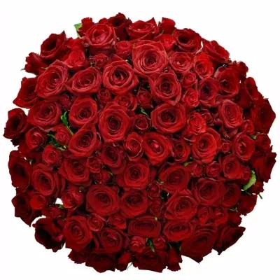 100 míchaných červených růží RHEOS 55 cm v kytici
