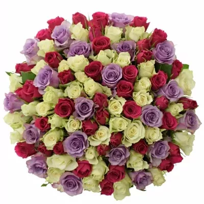 100 míchaných vícebarevných růží RONI 55 cm v kytici