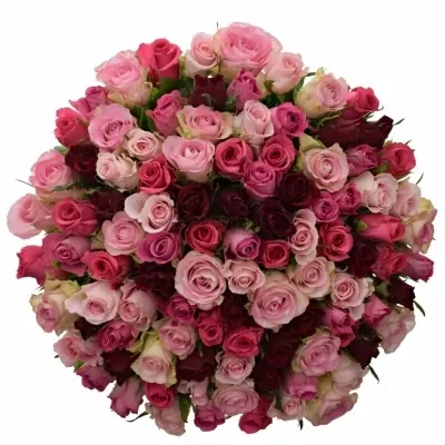 Míchaná kytice 100 vícebarevných růží SWEET RHODA 50 cm
