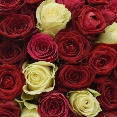 Kytice 100 míchaná THIRA