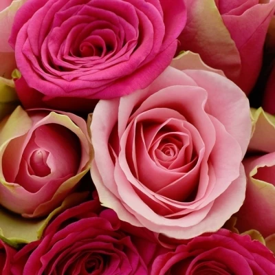 Kytice 100 míchaných růží ALHIVIA