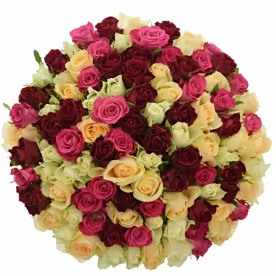 100 míchaných vícebarevných růží AMALGITH 50 cm v kytici