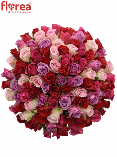 Kytice 100 míchaných růží ANETTE 40cm