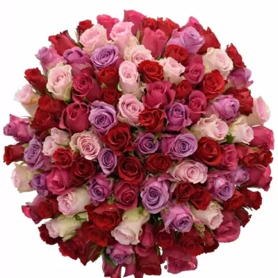 100 míchaných vícebarevných růží ANETTE 50 cm v kytici
