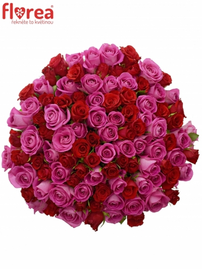 Kytica 100 miešaných ruží Arris 40cm