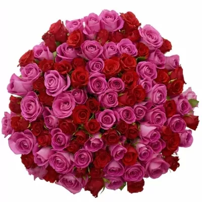 100 míchaných vícebarevných růží ARRISA 40 cm v kytici