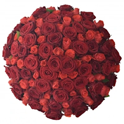 Kytice 100 míchaných růží BERENIKE 60 cm