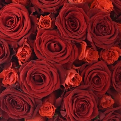 Kytice 100 míchaných růží BERENIKE 50cm