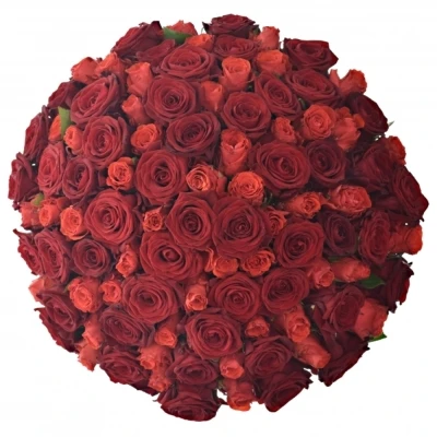 Kytice 100 míchaných růží BERENIKE 50cm