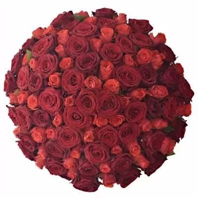 Míchaná kytice 100 vícebarevných růží BERENIKE 50 cm