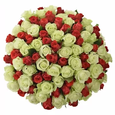 100 míchaných vícebarevných růží BRITTANY 50 cm v kytici