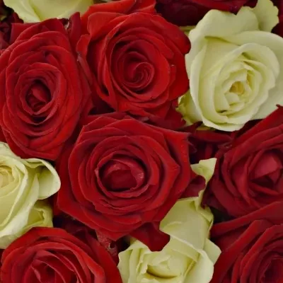 Kytice 100 míchaných růží CHRISTELLE 55cm