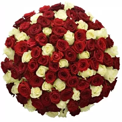 100 míchaných vícebarevných růží CHRISTELLE 50 cm v kytici