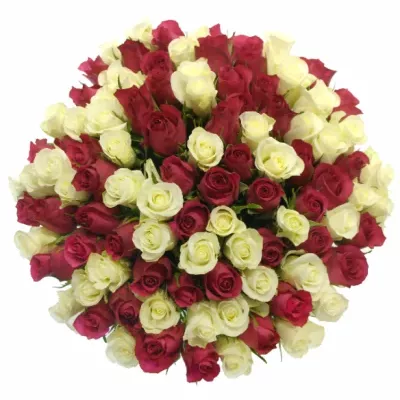 Kytice 100 míchaných růží CRONUS 50cm