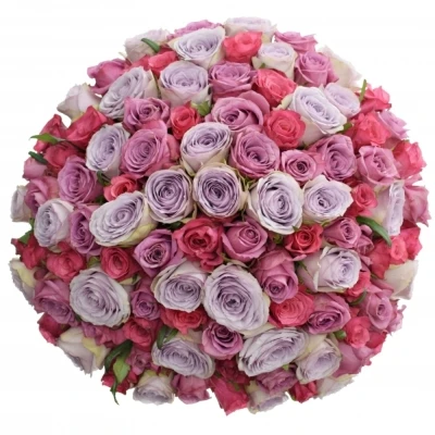 Kytice 100 míchaných růží DARIELLA 35cm