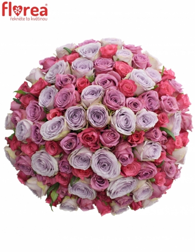 Kytice 100 míchaných růží DARIELLA 60cm