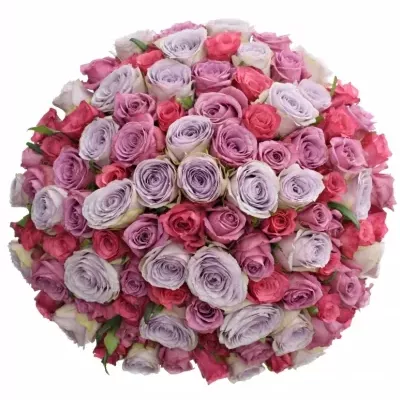 100 míchaných vícebarevných růží DARIELLA 60 cm v kytici