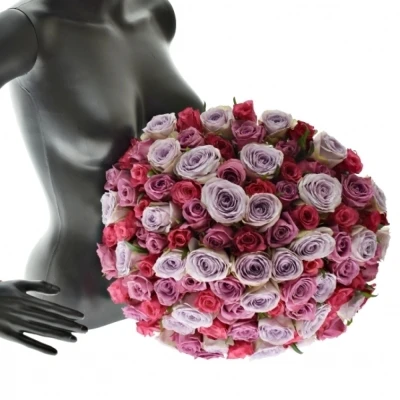 Kytice 100 míchaných růží DARIELLA 35cm