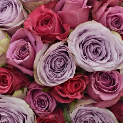 Kytice 100 míchaných růží DARIELLA 35cm