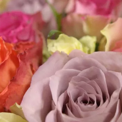 Kytice 100 míchaných růží DEA 50cm