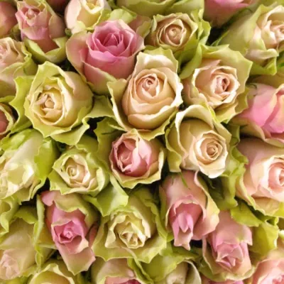 Kytice 100 míchaných růží DEIANIRA 50cm