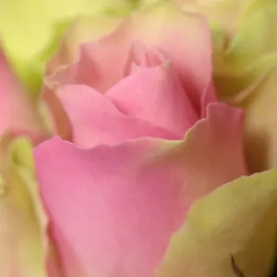 Kytice 100 míchaných růží DEIANIRA 50cm