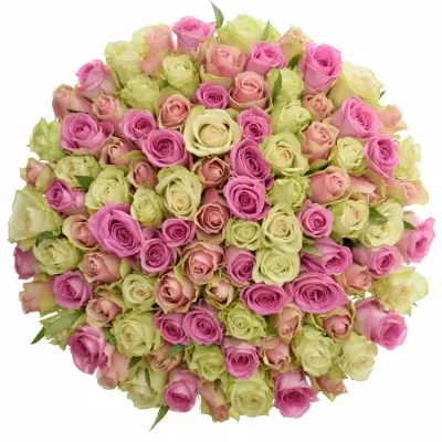 Míchaná kytice 100 vícebarevných růží FIOLA 50 cm
