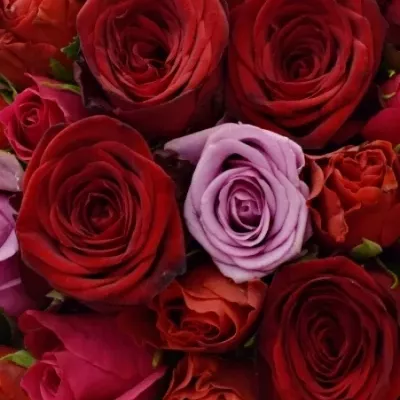 Kytice 100 míchaných růží FLORENTINA