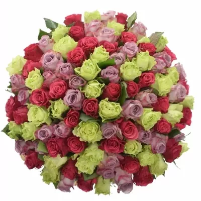 100 míchaných vícebarevných růží FRANCESCA 60 cm v kytici
