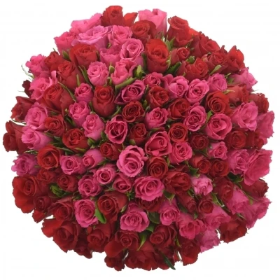 Kytice 100 míchaných růží GRACIANA 35cm