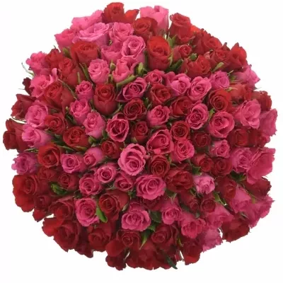 100 míchaných vícebarevných růží GRACIANA 55 cm v kytici