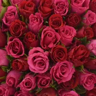 Kytice 100 míchaných růží GRACIANA 35cm