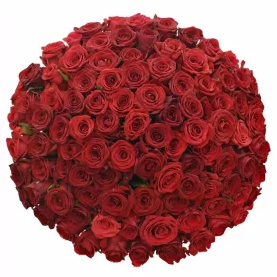 Míchaná kytice 100 červených růží JOANNA 50 cm